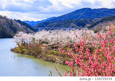 桜満開の恵那峡 138729334