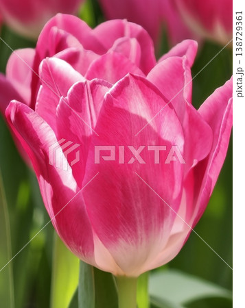 Beautiful Pink Tulip Single Bloom Close Up Photo 138729361