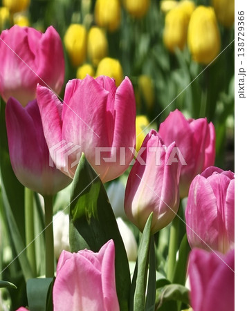 Colorful Spring Tulips with Pink Yellow and Orange Blooms Colorful Spring Tulips with Pink Yellow and Orange Blooms 138729366