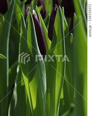 Dark Purple Tulip Buds Emerging Among Tall Green Leaves Dark Purple Tulip Buds Emerging Among Tall Green Leaves 138729371