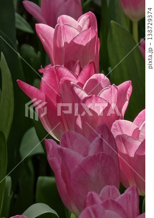 Double Pink Peony Tulips in Garden Macro Photography Double Pink Peony Tulips in Garden Macro Photography 138729374