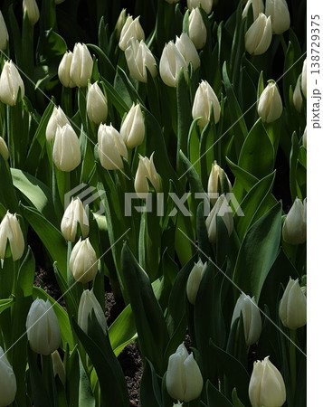 Elegant White Tulips Growing in Spring Garden Portrait Elegant White Tulips Growing in Spring Garden Portrait 138729375