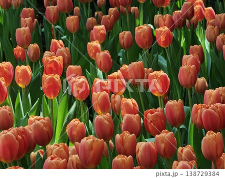 Orange Red Tulip Field Blooming in Spring Sunlight Orange Red Tulip Field Blooming in Spring Sunlight 138729384