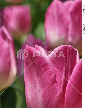 Pink Tulip Petal Texture Macro Detail in Garden Pink Tulip Petal Texture Macro Detail in Garden 138729388