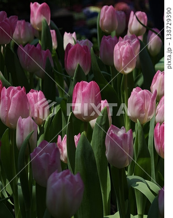 Pink Tulips in Dappled Sunlight Spring Garden Pink Tulips in Dappled Sunlight Spring Garden 138729390