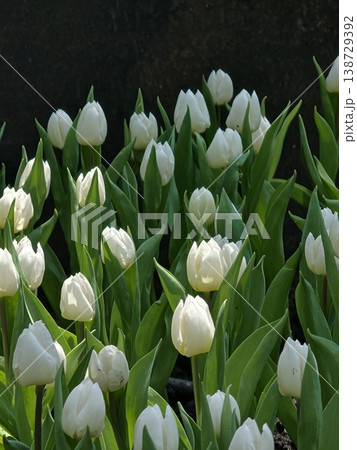 Pure White Tulip Blooms Against Dark Garden Background 138729392