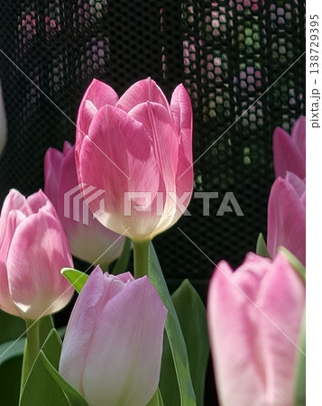 Single Pink Tulip Bloom with Dark Mesh Background Single Pink Tulip Bloom with Dark Mesh Background 138729395