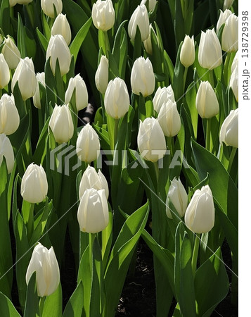 Sunlit White Tulips Blooming in Spring Garden Sunlit White Tulips Blooming in Spring Garden 138729398