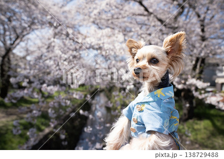 桜とヨークシャテリア 桜とヨークシャテリア 138729488