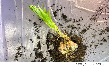 Lily flower bulb Lilium with green sprout and soil on purple background ready for spring planting 138729526
