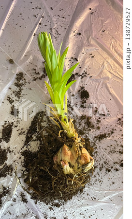 Lily flower bulb Lilium with green sprout and soil on purple background ready for spring planting 138729527