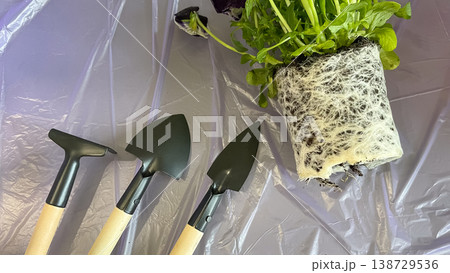 Purple Pansy with visible white root system and garden tools on purple film ready for transplanting Purple Pansy with visible white root system and garden tools on purple film ready for transplanting 138729536