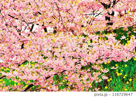 上関城山歴史公園の満開の河津桜と水仙 138729647