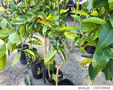 Young citrus trees in pots arranged outdoors at a plant nursery. Concepts of sustainable gardening, home agriculture, and eco-friendly living. 138729688