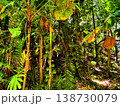 rain forest in Puerto Rico 138730079