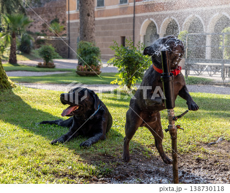 Black Labrador lounges on lawn as blue French Bulldog leaps into water jet with sparkling spray Black Labrador lounges on lawn as blue French Bulldog leaps into water jet with sparkling spray 138730118
