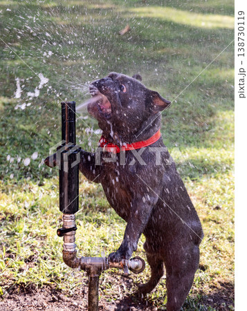 Funny blue French Bulldog stands by garden sprinkler catching water in open mouth in cool spray Funny blue French Bulldog stands by garden sprinkler catching water in open mouth in cool spray 138730119