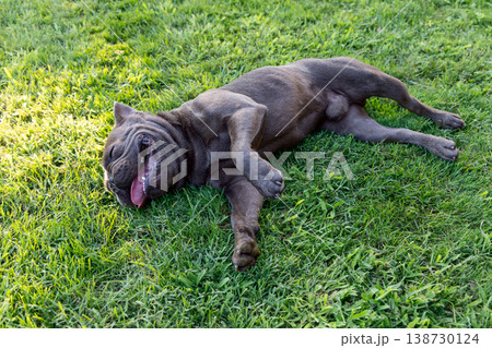 Blue French Bulldog rolls on sunlit grass with tongue out and raised paws in playful backyard joy Blue French Bulldog rolls on sunlit grass with tongue out and raised paws in playful backyard joy 138730124