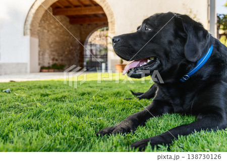 Pedigree black Labrador on bright grass near historic arched villa entrance with sleek fur calm gaze 138730126