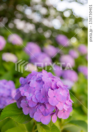 初夏の光に輝く紫陽花_縦 138730401