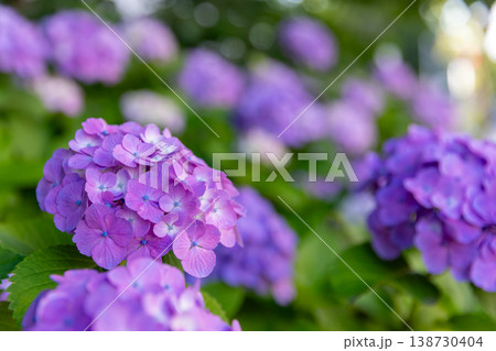 色鮮やかな紫陽花の群生 138730404