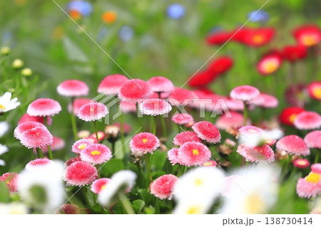 春の花壇　ピンク色のデージー 138730414