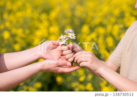 Two hands exchanging a small bouquet of daisies in a blooming summer field, symbolizing love, care, connection and tenderness, perfect for Mother's Day themes 138730513