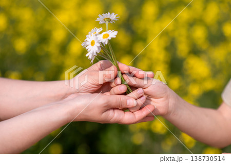 Two hands exchanging a small bouquet of daisies in a blooming summer field, symbolizing love, care, connection and tenderness, perfect for Mother's Day themes 138730514