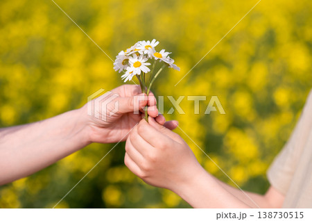 Two hands exchanging a small bouquet of daisies in a blooming summer field, symbolizing love, care, connection and tenderness, perfect for Mother's Day themes 138730515