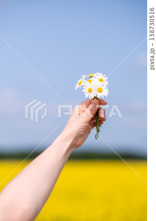 Close-up of hand holding a small bouquet of daisies in a sunny summer field with blue sky 138730516