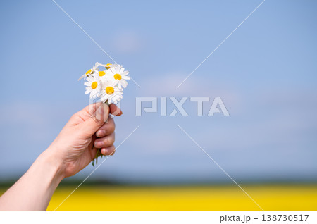 Close-up of hand holding a small bouquet of daisies in a sunny summer field with blue sky Close-up of hand holding a small bouquet of daisies in a sunny summer field with blue sky 138730517