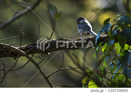 Great Tit perching on branch in Sussex woodland Great Tit perching on branch in Sussex woodland 138730600