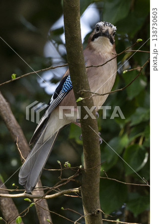 Jay staring at camera while perched on branch 138730603