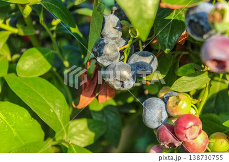 A plump blueberry cluster with a natural waxy bloom ripens on a leafy branch under soft, warm sunlight in a lush summer garden. A plump blueberry cluster with a natural waxy bloom ripens on a leafy branch under soft, warm sunlight in a lush summer garden. 138730755