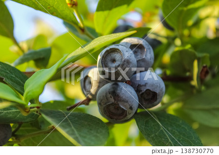 The dusty texture of the blueberry contrasts with the smooth, waxy surface of the vibrant green leaves. The dusty texture of the blueberry contrasts with the smooth, waxy surface of the vibrant green leaves. 138730770