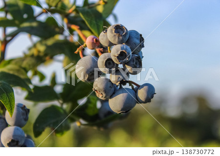 A snapshot of agriculture in motion, with a blueberry slowly ripening under the influence of the summer sun. A snapshot of agriculture in motion, with a blueberry slowly ripening under the influence of the summer sun. 138730772