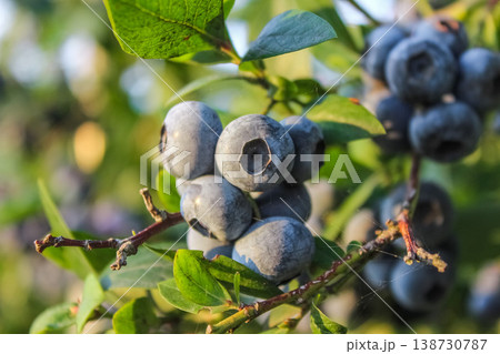 Vibrant blue fruits stand out beautifully against the natural textures of the brown stems and green leaves. 138730787
