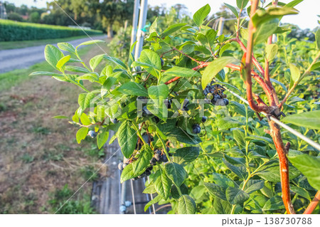 Capturing the essence of clean eating with a branch of unpicked, chemical-free blueberries in the countryside. Capturing the essence of clean eating with a branch of unpicked, chemical-free blueberries in the countryside. 138730788