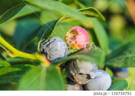 Plump, round fruits transition from green to deep blue, symbolizing the height of the agricultural growing season. Plump, round fruits transition from green to deep blue, symbolizing the height of the agricultural growing season. 138730791