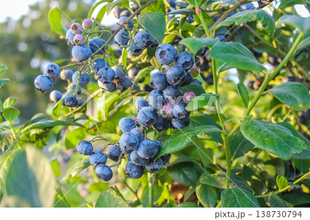 A cluster of juicy blueberries glistening with morning dew in a sustainable garden. 138730794