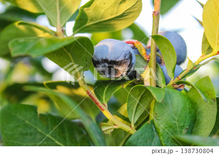 Looking closely, one can see the tiny veins in the green leaves that nourish the developing fruit. Looking closely, one can see the tiny veins in the green leaves that nourish the developing fruit. 138730804