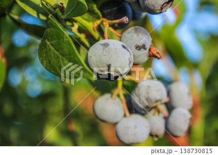 Lush greenery surrounds a focal point of dusty blue berries, creating a perfect image of summer bounty. Lush greenery surrounds a focal point of dusty blue berries, creating a perfect image of summer bounty. 138730815