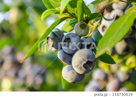 A macro shot highlights the delicate stems connecting each berry to the main branch of the blueberry bush. A macro shot highlights the delicate stems connecting each berry to the main branch of the blueberry bush. 138730819