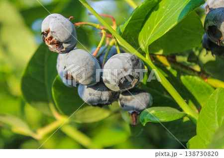 Freshly ripened berries hang in heavy clusters, weighing down the branches of a healthy, mature shrub. 138730820