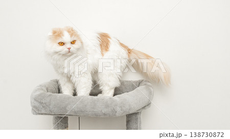 Persian cat with orange and white fur standing on a soft gray cat tree against a plain white wall in a cozy indoor setting 138730872