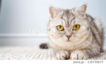 Silver tabby cat with striking yellow eyes resting on a textured carpet in a bright indoor setting with soft lighting Silver tabby cat with striking yellow eyes resting on a textured carpet in a bright indoor setting with soft lighting 138730873