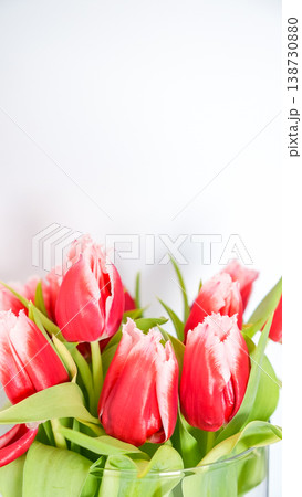Red tulips arranged in a clear glass vase against a white background, showcasing vibrant petals and green leaves Red tulips arranged in a clear glass vase against a white background, showcasing vibrant petals and green leaves 138730880