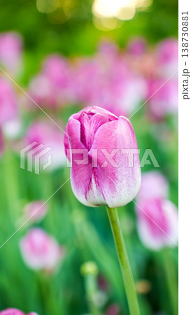 Close-up of a pink tulip flower surrounded by a vibrant field of blooming tulips in a garden setting during springtime Close-up of a pink tulip flower surrounded by a vibrant field of blooming tulips in a garden setting during springtime 138730881