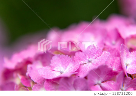 水滴を纏うピンクの紫陽花 138731200
