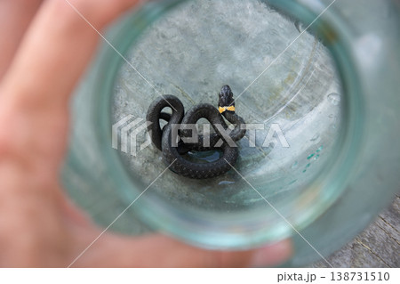 Small Snake In Glass Jar Wildlife Capture Concept 138731510
